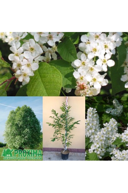 Черемха звичайна - 5л/вис.70-100см/Ø30-40см/